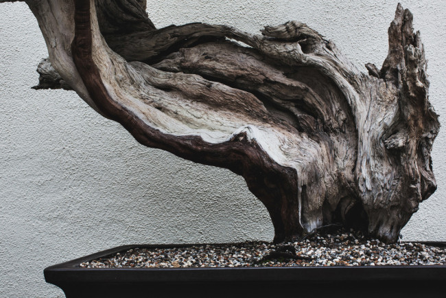 stephen-voss-photographs-bonsai-in-training-4