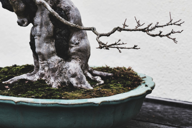 stephen-voss-photographs-bonsai-in-training-trident-maple-1918